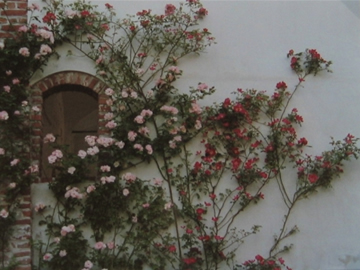 Le rose rampicanti