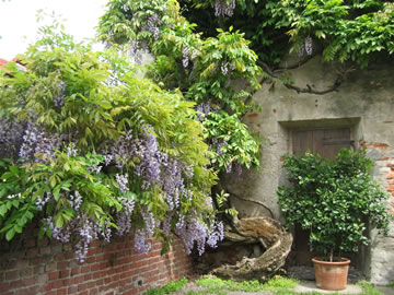 Il giardino