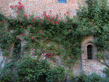 Le rose rampicanti